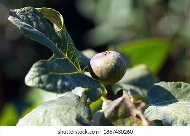 Chicago hardy fig plant with a fig growing out of the top by a broad, dark green fingered leaf outside in the sun                                - Shutterstock ID 1867430260