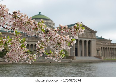 CHICAGO, IL -4 MAY 2020-  Exterior view of the Museum of Science and Industry, located in the 1893 Palace of Fine Arts in Jackson Park, Chicago, Illinois during cherry blossom season.