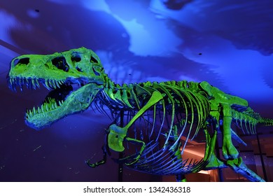 CHICAGO, IL -7 FEB 2019- View Of The Skeleton Of The Tyrannosaurus Rex Sue At The Field Museum Of Natural History (FMNH) In Chicago.