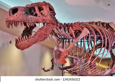 CHICAGO, IL -7 FEB 2019- View Of The Skeleton Of The Tyrannosaurus Rex Sue At The Field Museum Of Natural History (FMNH) In Chicago.