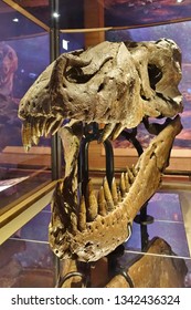 CHICAGO, IL -7 FEB 2019- View Of The Skeleton Of The Tyrannosaurus Rex Sue At The Field Museum Of Natural History (FMNH) In Chicago.