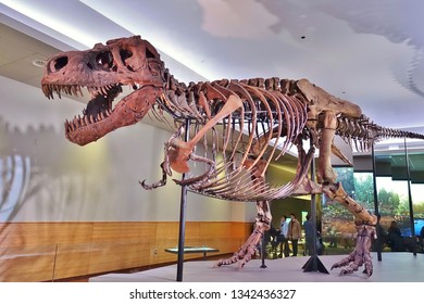 CHICAGO, IL -7 FEB 2019- View Of The Skeleton Of The Tyrannosaurus Rex Sue At The Field Museum Of Natural History (FMNH) In Chicago.