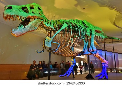 CHICAGO, IL -7 FEB 2019- View Of The Skeleton Of The Tyrannosaurus Rex Sue At The Field Museum Of Natural History (FMNH) In Chicago.