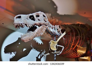 CHICAGO, IL -7 FEB 2019- View Of The Skeleton Of The Tyrannosaurus Rex Sue At The Field Museum Of Natural History (FMNH) In Chicago.