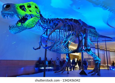 CHICAGO, IL -7 FEB 2019- View Of The Skeleton Of The Tyrannosaurus Rex Sue At The Field Museum Of Natural History (FMNH) In Chicago.