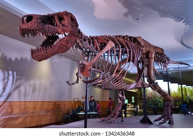 CHICAGO, IL -7 FEB 2019- View Of The Skeleton Of The Tyrannosaurus Rex Sue At The Field Museum Of Natural History (FMNH) In Chicago.