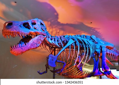 CHICAGO, IL -7 FEB 2019- View Of The Skeleton Of The Tyrannosaurus Rex Sue At The Field Museum Of Natural History (FMNH) In Chicago.