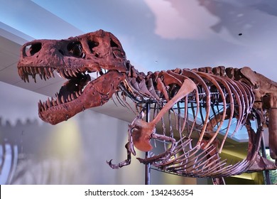 CHICAGO, IL -7 FEB 2019- View Of The Skeleton Of The Tyrannosaurus Rex Sue At The Field Museum Of Natural History (FMNH) In Chicago.