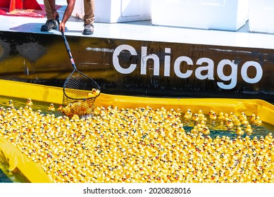 Chicago, IL - August 5th, 2021:  A Man Scoops A Net Full Of Yellow Rubber Ducks Out Of The River After The Annual Special Olympics Illinois Ducky Derby Race In Downtown.