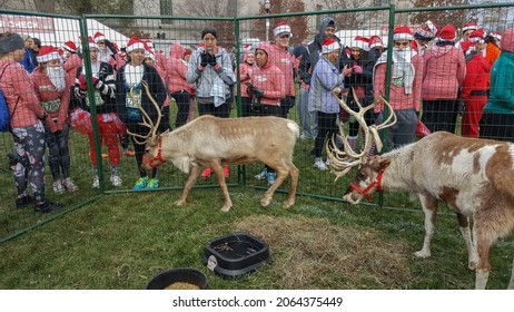 Chicago, IL December 3, 2016, Close Up Of Reindeer Or Caribou Wild Animal With Antlers At The Rudolph Ramble 5k Run With Runners In The Background