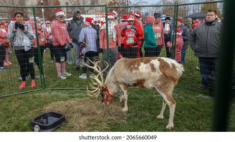 Chicago, IL December 3, 2016, Close Up Of Reindeer Or Caribou Wild Animal With Antlers At The Rudolph Ramble 5k Run With Runners In The Background