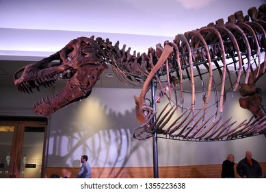 Chicago, IL February 18, 2019, Sue The Most Complete Tyrannosaurus Rex T-Rex Dinosaur Fossil Skeleton In The World On Display At The Field Museum