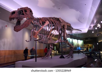 Chicago, IL February 18, 2019, Sue The Most Complete Tyrannosaurus Rex T-Rex Dinosaur Fossil Skeleton In The World On Display At The Field Museum