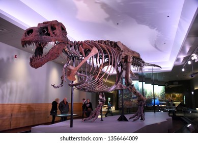 Chicago, IL February 18, 2019, Sue The Most Complete Tyrannosaurus Rex T-Rex Dinosaur Fossil Skeleton In The World On Display At The Field Museum