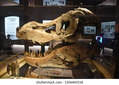 Chicago, IL February 18, 2019, The Skull Head Fossil Of Sue The Most Complete Tyrannosaurus Rex T-Rex Dinosaur Fossil Skeleton In The World On Display At The Field Museum