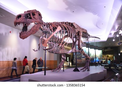 Chicago, IL February 18, 2019, Sue The Most Complete Tyrannosaurus Rex T-Rex Dinosaur Fossil Skeleton In The World On Display At The Field Museum