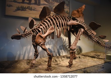 Chicago, IL February 18, 2019, Stegosaurus Dinosaur Fossil Skeleton On Display At The Field Museum