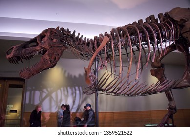 Chicago, IL February 18, 2019, Sue The Most Complete Tyrannosaurus Rex T-Rex Dinosaur Fossil Skeleton In The World On Display At The Field Museum