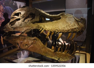 Chicago, IL February 18, 2019, The Skull Head Fossil Of Sue The Most Complete Tyrannosaurus Rex T-Rex Dinosaur Fossil Skeleton In The World On Display At The Field Museum