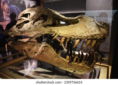 Chicago, IL February 18, 2019, The Skull Head Fossil Of Sue The Most Complete Tyrannosaurus Rex T-Rex Dinosaur Fossil Skeleton In The World On Display At The Field Museum