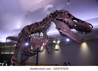 Chicago, IL February 18, 2019, Sue The Most Complete Tyrannosaurus Rex T-Rex Dinosaur Fossil Skeleton In The World On Display At The Field Museum