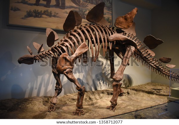 Chicago February 18 Stegosaurus Stock-foto (rediger