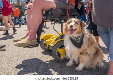 CHICAGO, IL, June 24, 2017: Sweet Adorable Dog Sits By Her Owner Who Is In A Wheel Chair At An Outdoor Street Festival. Chicago Hosts Dozens Of Street Fests Each Year, Most Accessible And Dog Friendly