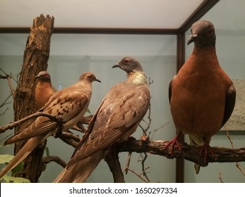 Passenger Pigeon Images Stock Photos Vectors Shutterstock