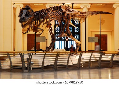 Chicago, IL, USA April 7 Sue, The Most Complete T Rex Ever Found, Is On Display At The Field Museum In Chicago