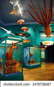 Chicago, IL, USA April 7 A giant squid and other land and sea animals complete an exhibit at the Field Museum in Chicago