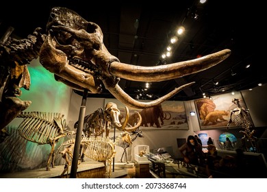 Chicago, IL, USA - October 22nd 2021: Mastodon skeleton and other fossils of the Ice Age at the Evolving Planet evolution exhibition at the Field Natural History Museum in Chicago, IL, USA