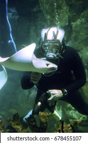 Chicago, IL, USA October 26 A Marine Biologist Examines The Aquatic Life In A Tank At The Shedd Aquarium In Chicago, Illinois