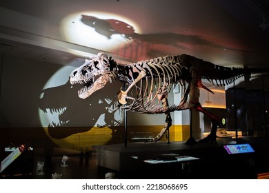 Chicago, Illinois:  December 1, 2021:  Sue, The Dinosaur, On Exhibit At  Field Museum Of Natural History In Chicago, Illinois.  Sue Is The Best Preserved Tyrannosaurus Rex  In The World.