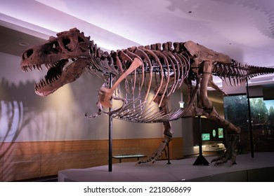 Chicago, Illinois:  December 1, 2021:  Sue, The Dinosaur, On Exhibit At  Field Museum Of Natural History In Chicago, Illinois.  Sue Is The Best Preserved Tyrannosaurus Rex  In The World.