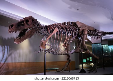 Chicago, Illinois:  December 1, 2021:  Sue, The Dinosaur, On Exhibit At  Field Museum Of Natural History In Chicago, Illinois.  Sue Is The Best Preserved Tyrannosaurus Rex  In The World.