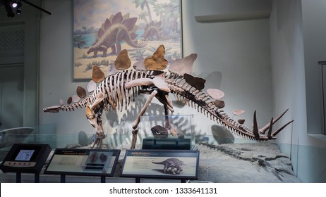 CHICAGO, ILLINOIS - November 1, 2017: Dinosaur Skeleton - Fossil Skeleton Of Ankylosaurus A Dinosaur At Sue The Field Museum Of Natural History In Chicago, Complete Fossil Discovered 