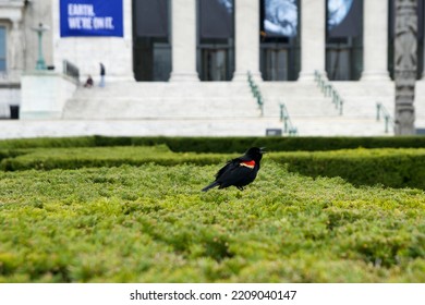 CHICAGO, ILLINOIS, UNITED STATES - 12 May 2018: Outside View Of The Field Museum On The Museum Campus In Chicago Is A Major Tourist Attraction