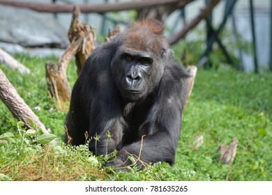 Chicago, Illinois, USA On October 17, 2014 : Gorilla In Lincoln Park Zoo.