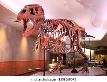 CHICAGO, ILLINOIS, USA - September 01, 2019:  Sue, The Most Complete Tyrannosaurus Rex (T-Rex Dinosaur) Fossil Skeleton In The World On Display At The Field Museum.