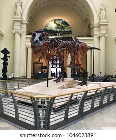 Chicago - May 13, 2017

Sue The Dinosaur At The Field Museum Of Natural History In Chicago Is The Most Complete T-Rex Fossil Discovered.