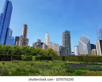 Chicago Skyline From Lurie Garden