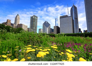 The Chicago Skyline From Lurie Garden.