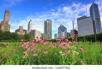 The Chicago Skyline From Lurie Garden.