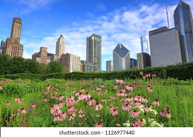 The Chicago Skyline From Lurie Garden.