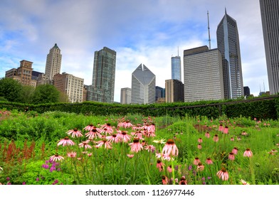 The Chicago Skyline From Lurie Garden.