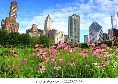 The Chicago Skyline From Lurie Garden.