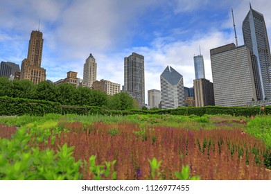 The Chicago Skyline From Lurie Garden.