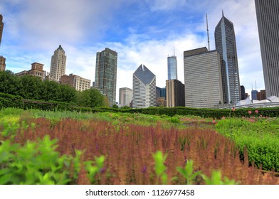 The Chicago Skyline From Lurie Garden.