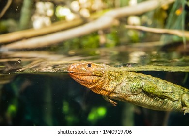 Lizard Tank Images Stock Photos Vectors Shutterstock