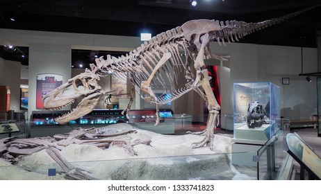 CHICAGO,ILLINOIS - November, 1 2017 :Dinosaur Skeleton At Sue The Field Museum,complete Fossil Discovered